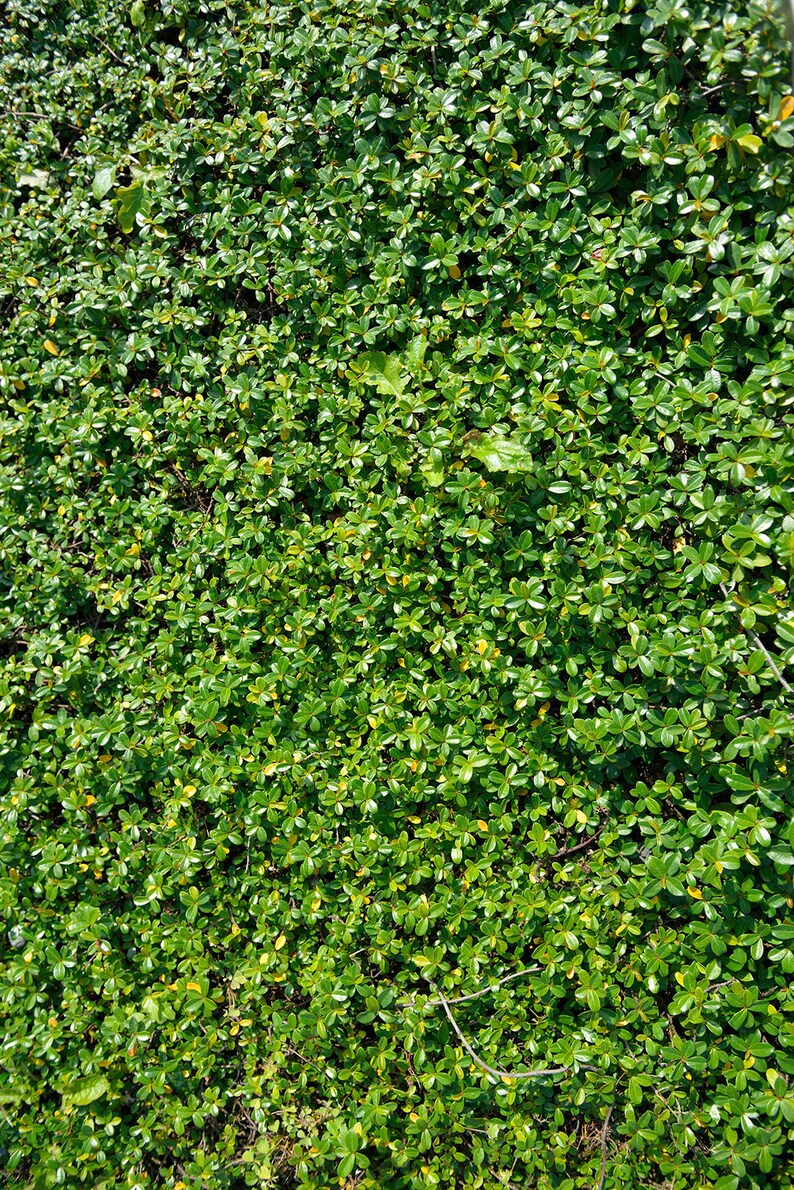 Green Grass Wall Backdrop grass floor Printed backdrop Etsy