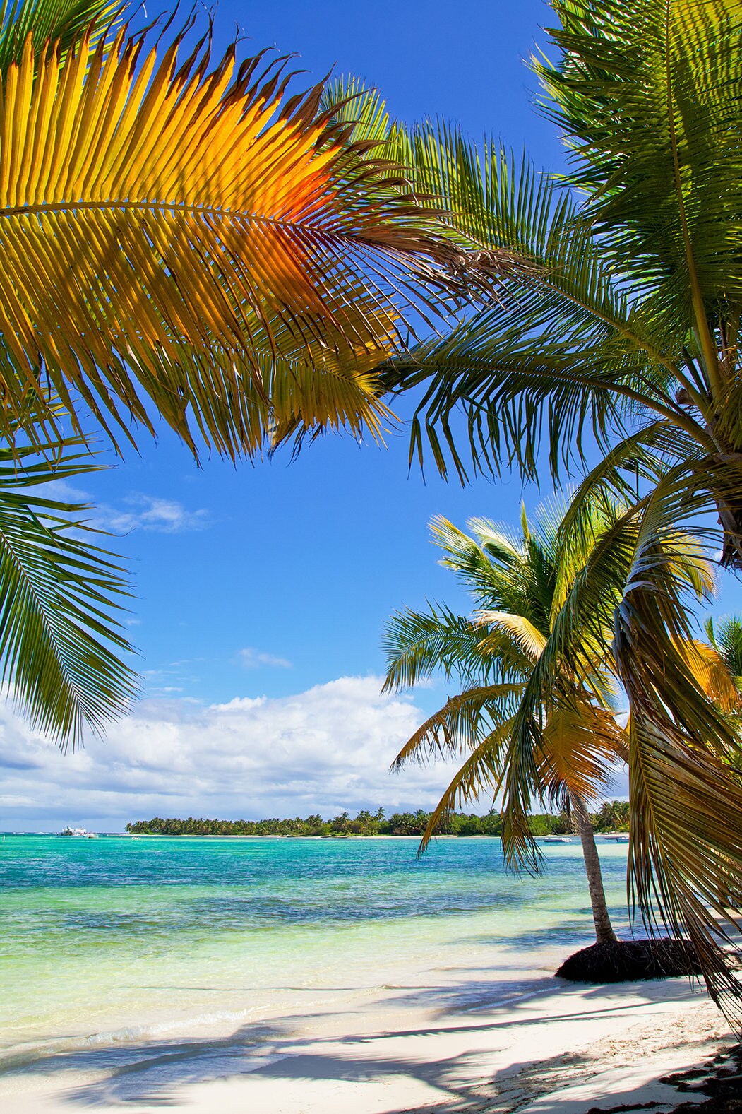 Красивые пальмы. Море пляж пальмы. Побережье с пальмами. Картинки пляжа с пальмами. Красивый пляж с пальмами.