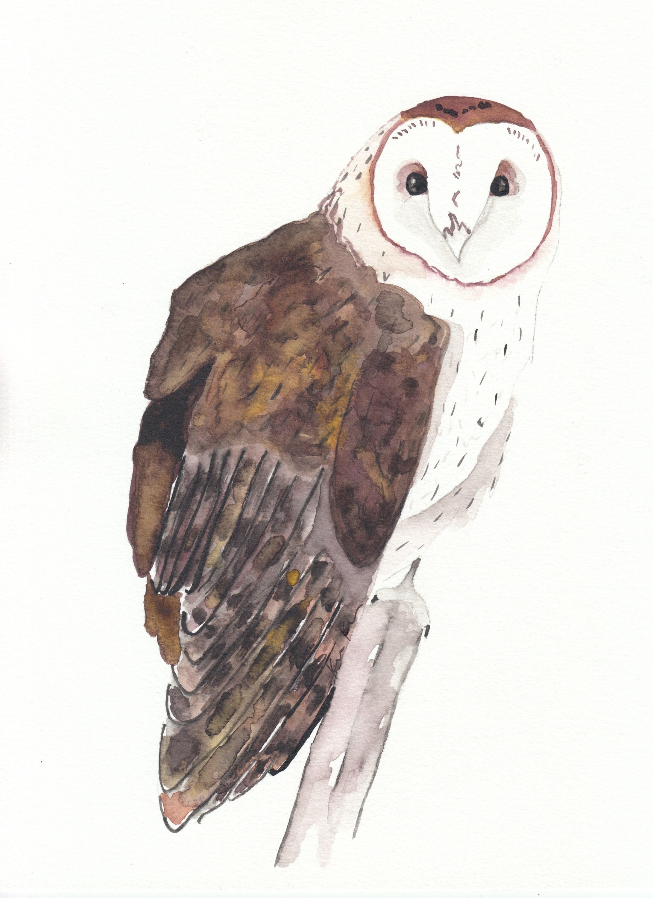 Barn Owl Watercolor Painting Bird Wall Art Decoration