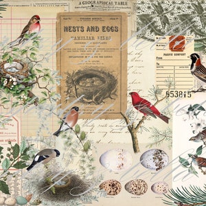 Vogels & Nesten Tear Sheet, A4 afdrukbare collage papier voor junk journaling, vintage Ephemera tear sheet, botanische natuur boek, digitale download