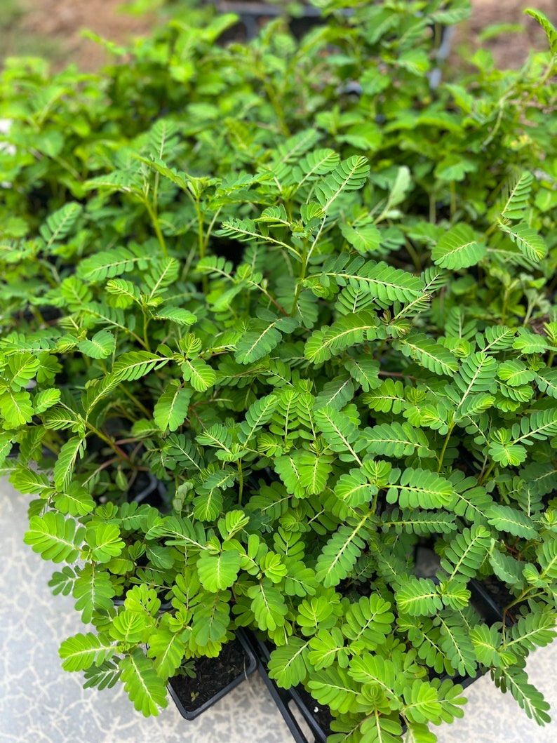 2 4 Live Mimosa Silk Tree Seedlings Julibrissin Etsy