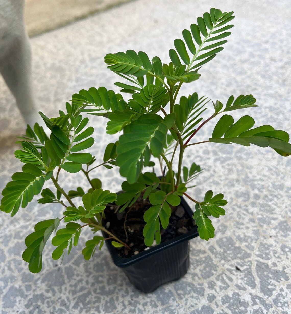 2 4 Live Mimosa Silk Tree Seedlings Julibrissin Etsy