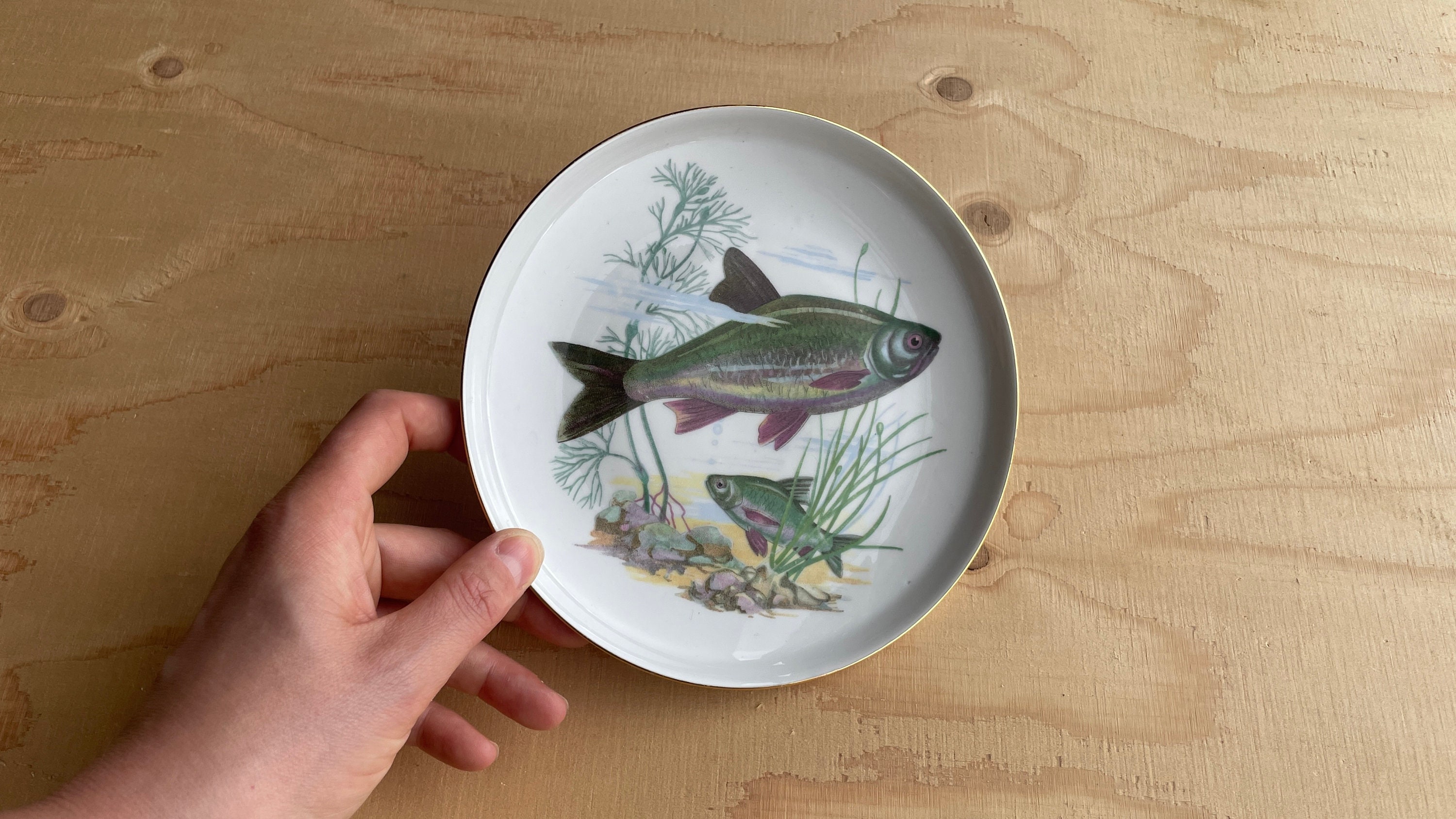 Mid Century Era Colditz Fish-themed Plates with Raised Edges and Gold Trim, East German, Nautical Plate, Fish Plate, Fish Serving Plate