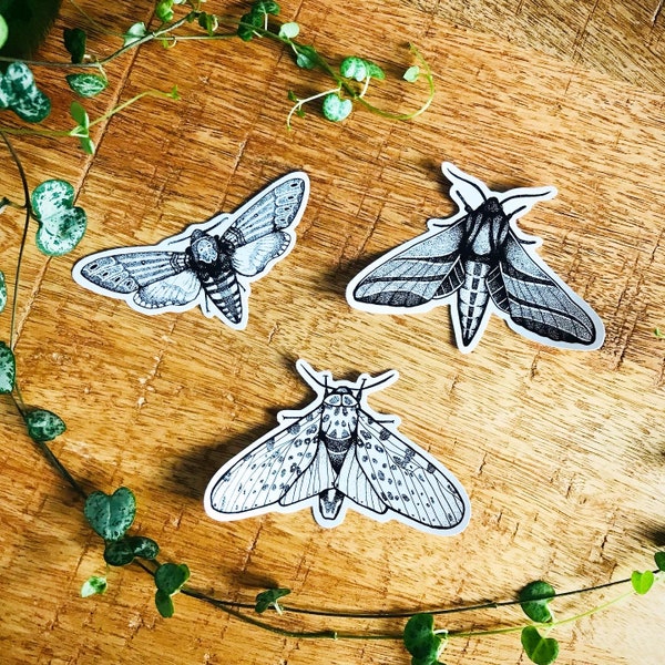 Moth Sticker Pack | Set of 3 vinyl stickers