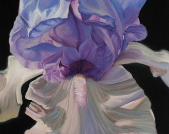 Purple and White Iris