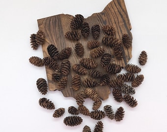 50 pigne naturali di abete bianco: materiale naturale per lavori creativi (2,5-5 cm)