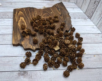100 piñas pequeñas de cicuta: material natural para manualidades (1/2-1,5 pulgadas)