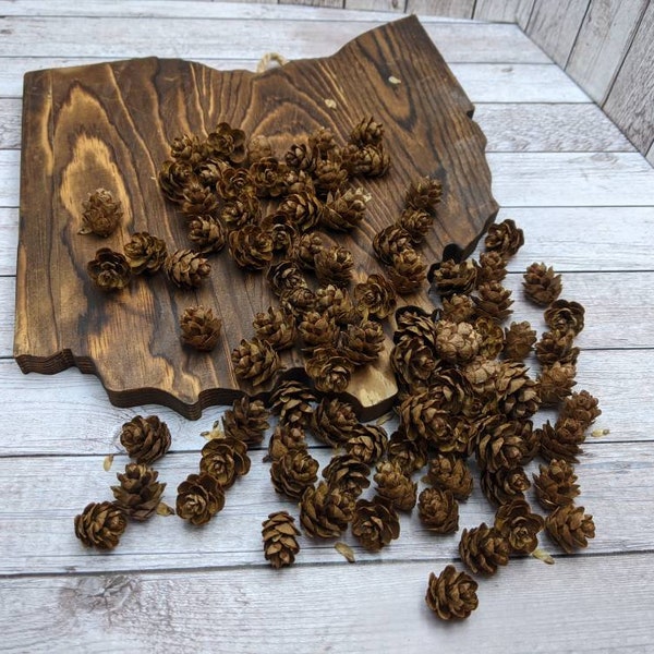 100 Hemlock Small Crafting Pine Cones, Ohio Hemlock Pine Cones for Crafting, Natural Pine Cones