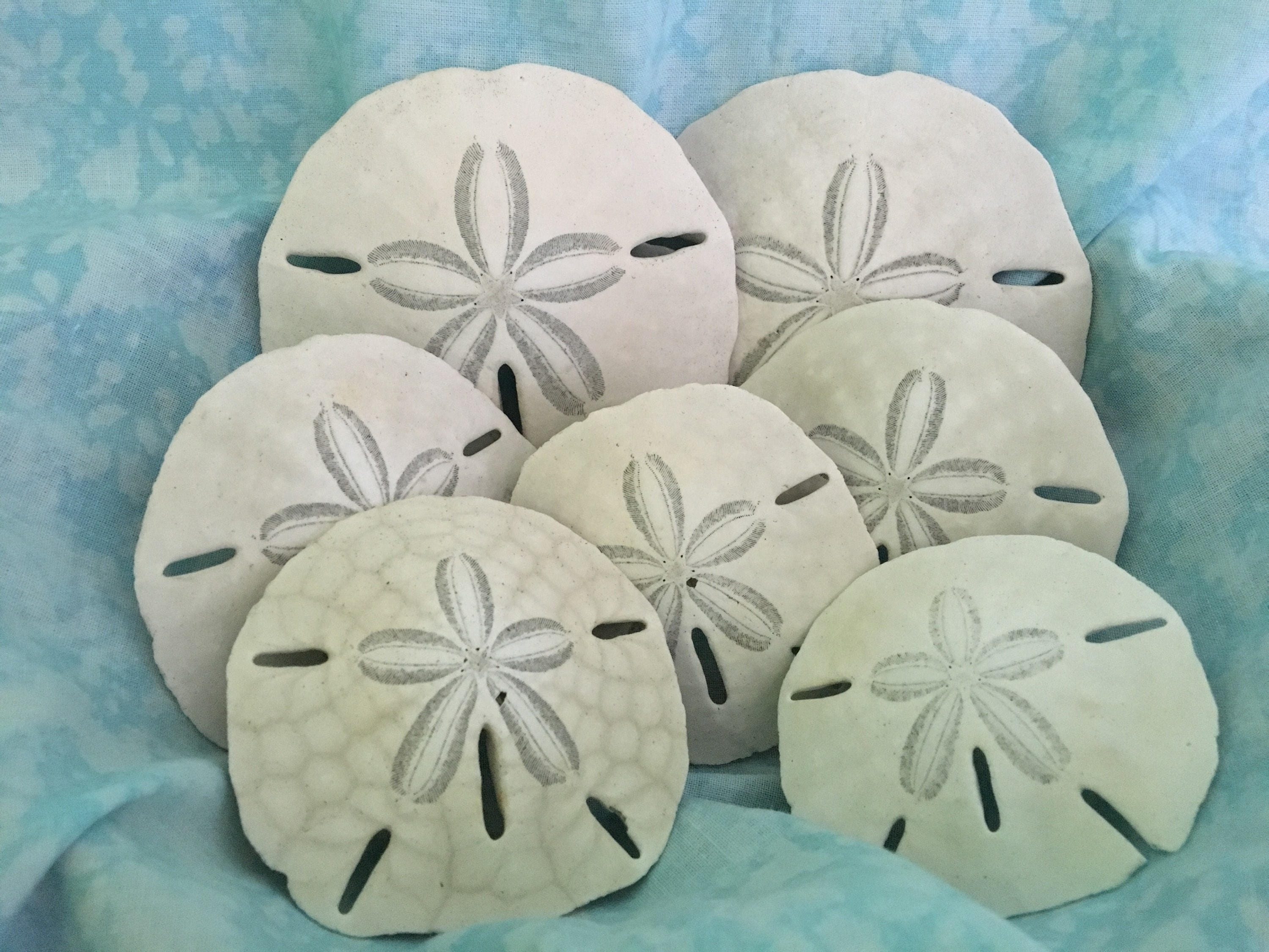 Sand Dollars Florida Sand Dollars Beach Sand Dollars Craft Etsy