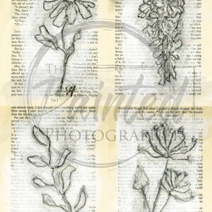 May include: Four pencil sketches of botanical illustrations on aged paper. The drawings depict various flowers and plant stems, with detailed lines and shading. The artwork is set against a backdrop of vintage book pages, giving a classic aesthetic.