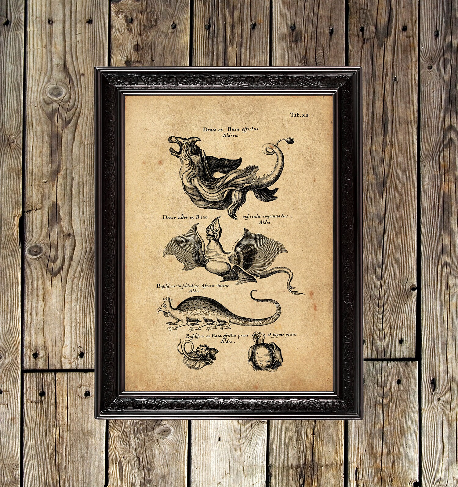 Medieval Dragons Fine Art Print Natural History Dragon Etsy