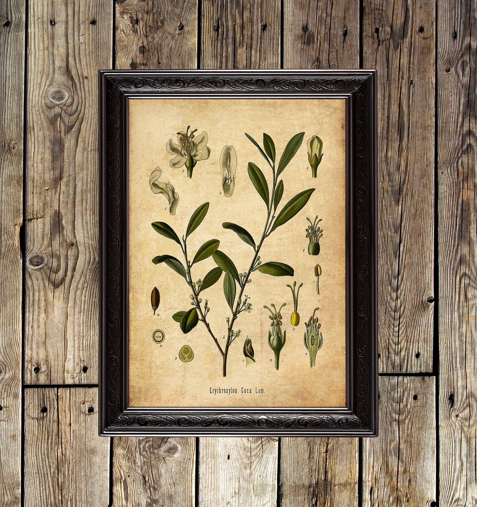 Cocaine Botanical Print Botany Art Narcotic Botanist Etsy