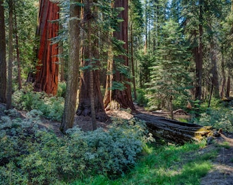 Sequoia National Park photo – Giant Sequoia trees metal print – Giant Forest acrylic – National Park canvas – California travel souvenir