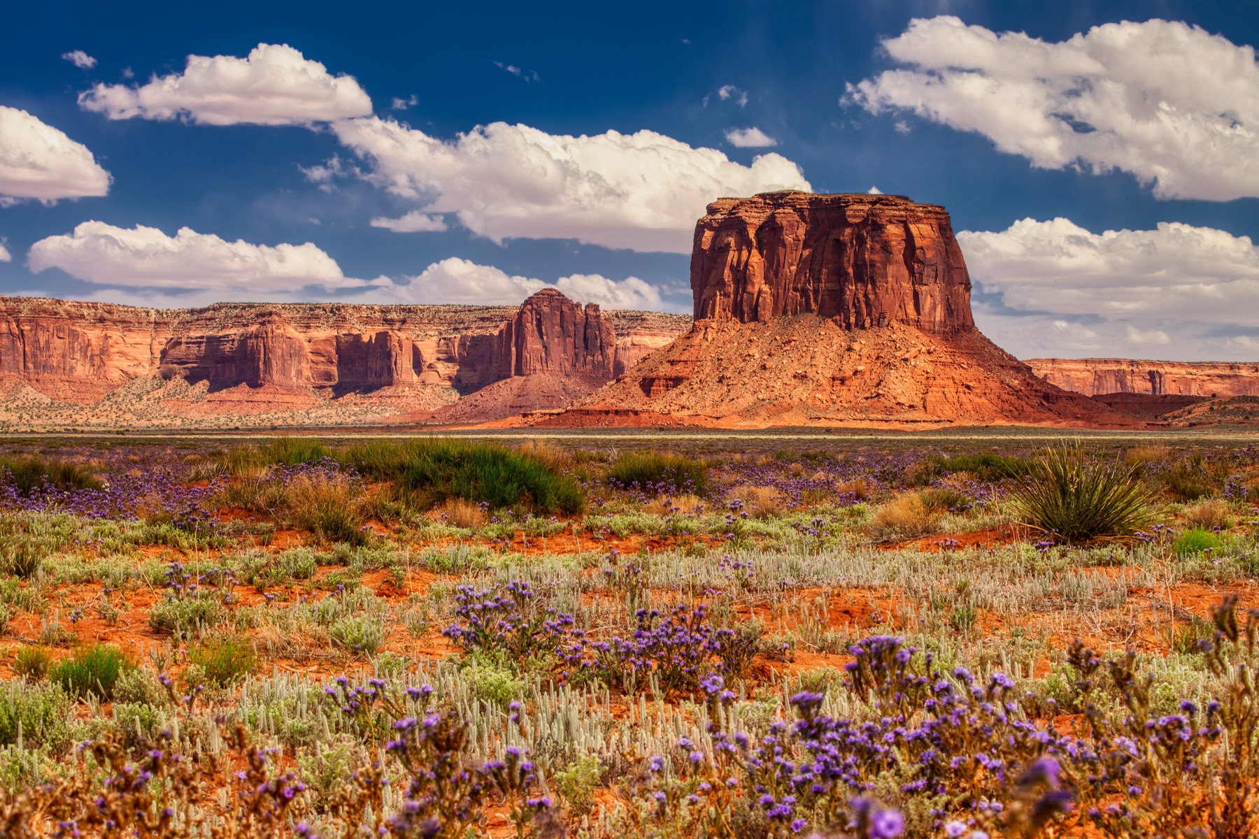 Monument Valley photo Desert wildflowers Utah Arizona | Etsy
