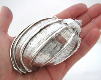 Beautiful Italian Vintage Federico Buccellati Pure Solid Silver 999 Coated Conch Shell.