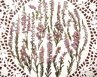 Dried pressed purple heather 20 pcs.