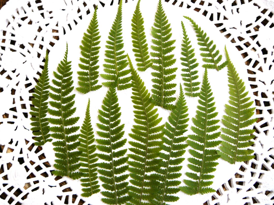 Dried Pressed Fern Leaf, Real Dried Fern Leaves 20 Pcs. - Etsy