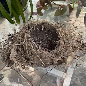 Authentic Natural Birds Nest, shabby chic, Farmhouse, Country, Decor,Floral Supply, #2