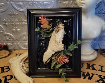 Partial Opossum Skull in Frame, Table Decor, Gothic Decor, Deer Decor, Horror Decor, Occult Decor, Home Decor, Witchy Decor, Shelf Decor