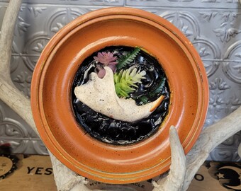 Beaver Jawbone in Circular Frame, Gothic Decor, Halloween, Bone Decor, Vulture Culture, Home Decor, Beaver Decor, Unique Decor, Wall Decor