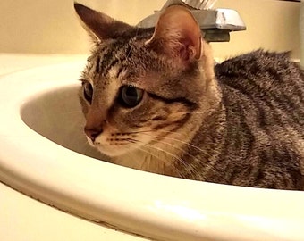 Cute Cat Picture, Cat in a Sink, Tabby Cat, Dorm Decor, Cute Cats, Cat Picture, Funny Cat Picture, Dorm Decor, Cat Lover Gift
