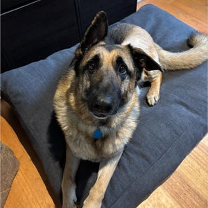 May include: A German Shepherd dog with tan and black fur lies on a gray dog bed. The dog has a blue tag on its collar and one ear is perked up. The dog is looking directly at the camera.