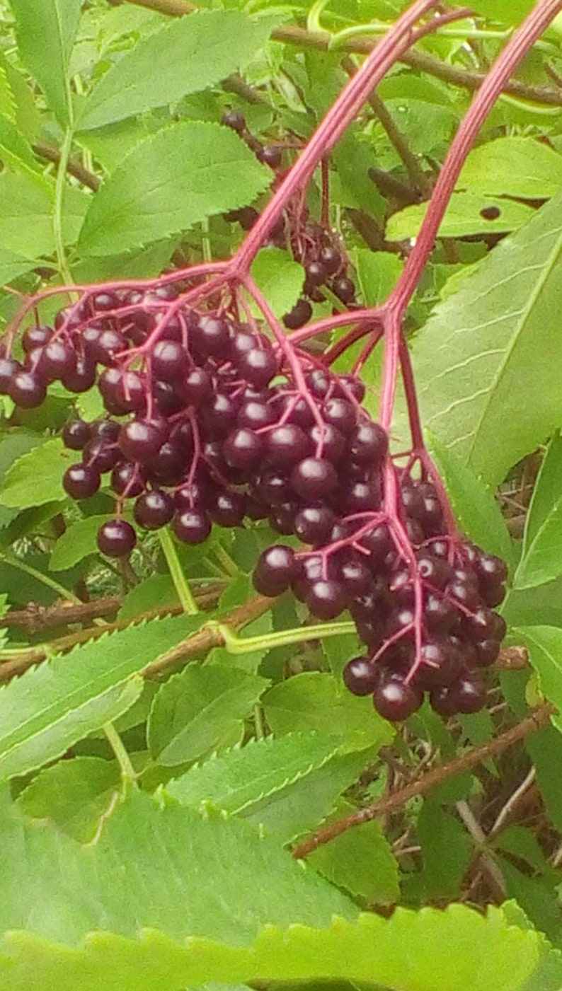 Dried Elderberries sambucus Nigra 1 Oz Package Elderberry Dried