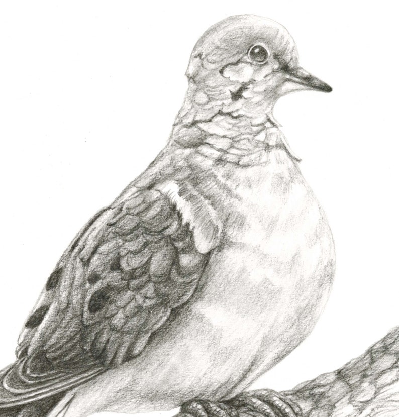 Mourning Dove Original Pencil Drawing Art de Kelsey Wilson Etsy