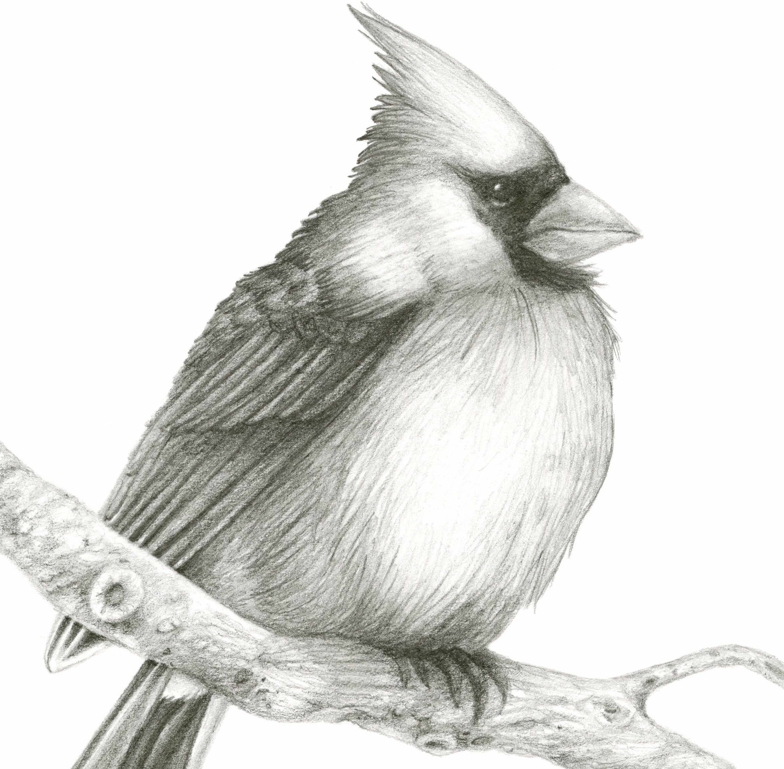 Cardinal Pencil Drawing Original Artwork Bird Art by Kelsey Etsy