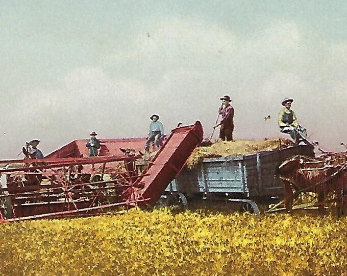 Antique Farming Postcard, Heading Wheat in the West, phostint Card