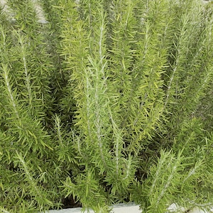 Sprigs of Organic Rosemary 5" to 8" Each Clipped When Ordered FREE US SHIPPING