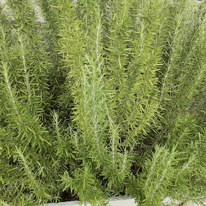 Sprigs of Organic Rosemary 5 to 8 Each Clipped When Ordered FREE US SHIPPING image 1