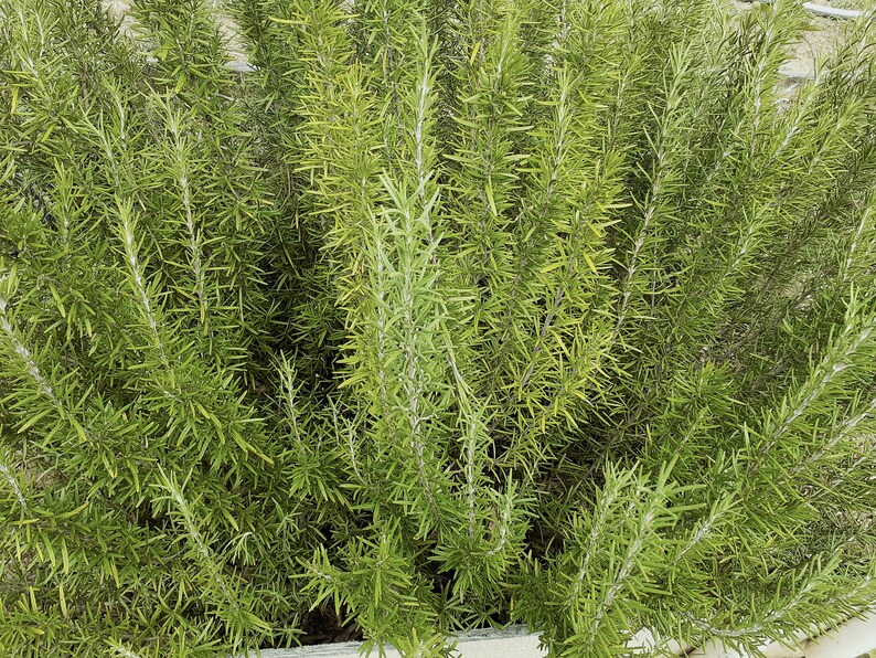 Sprigs of Organic Rosemary 5 to 8 Each Clipped When Ordered FREE US SHIPPING image 1