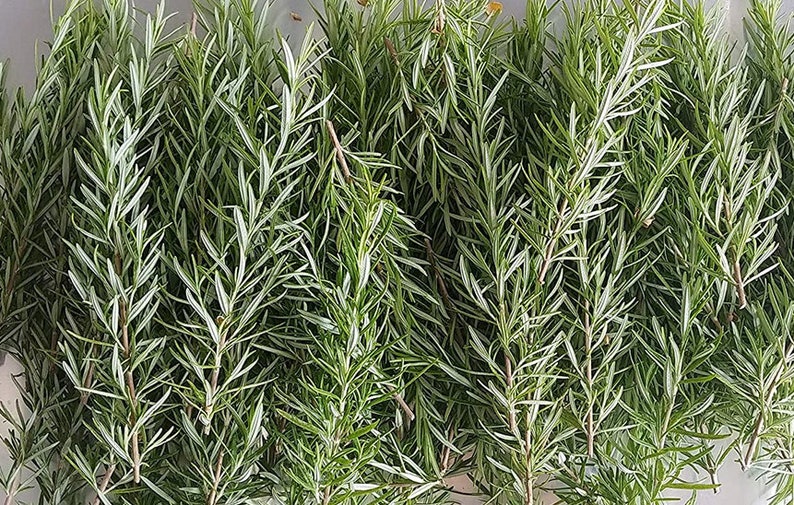 Sprigs of Organic Rosemary 5 to 8 Each Clipped When Ordered FREE US SHIPPING image 3