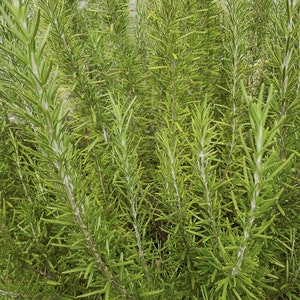 Sprigs of Organic Rosemary 5 to 8 Each Clipped When Ordered FREE US SHIPPING image 2