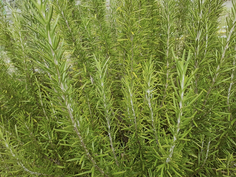 Sprigs of Organic Rosemary 5 to 8 Each Clipped When Ordered FREE US SHIPPING image 2