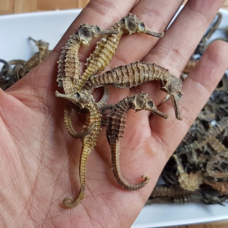 Dried Seahorse Herbal Medicine for Asthma Etsy