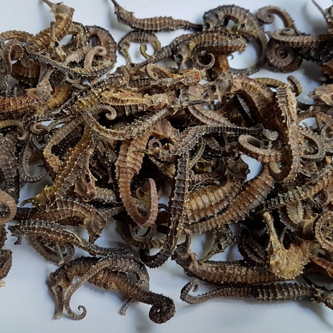 Dried Seahorse Herbal Medicine for Asthma Etsy