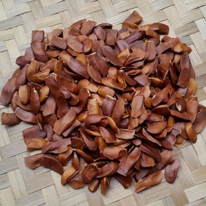 700 Gram Sky Fruit Mahogany Seeds Swietenia Macrophylla