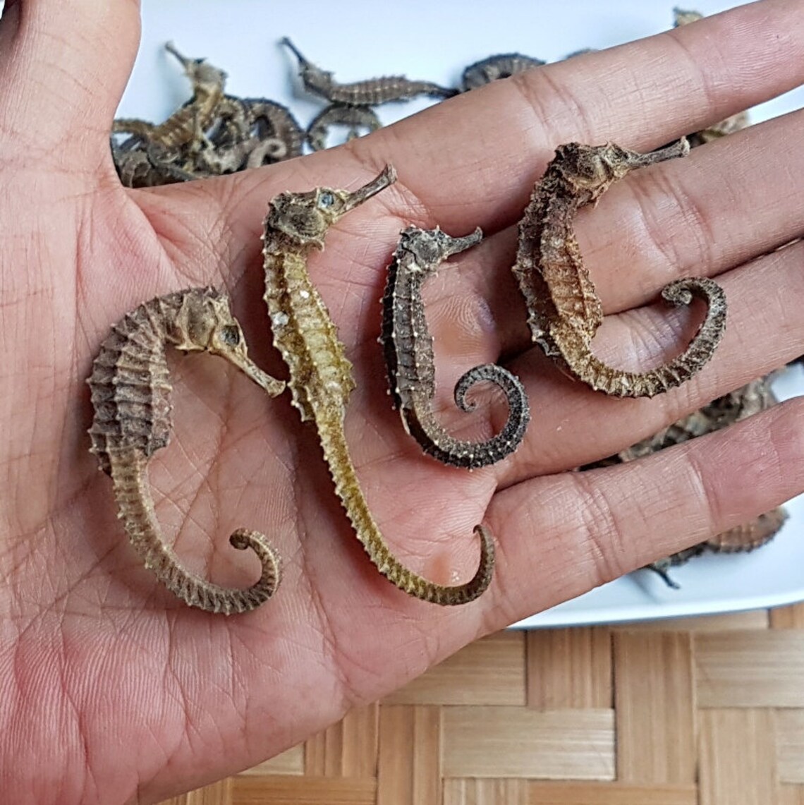 Dried Seahorse Herbal Medicine for Asthma Etsy