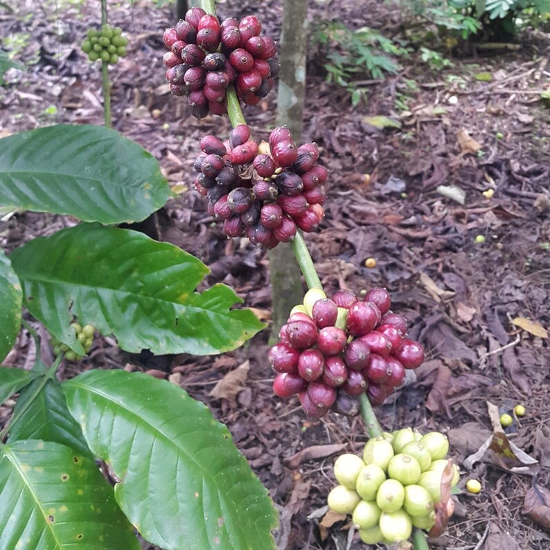 Original Coffee Liberica Indonesia Traditional Jackfruit Etsy