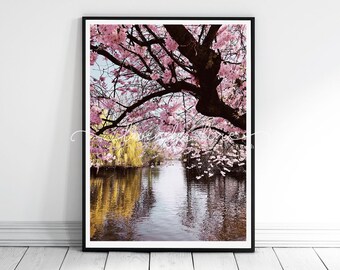Spring Blossom Photography Print: Pink London Park Wall Art
