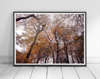 MORNINGS IN AUTUMN | Colour Photography Print | Autumn Leaves | Nature in Fall | Enchanting Woodland | Autumn Home Decor | Wall Art