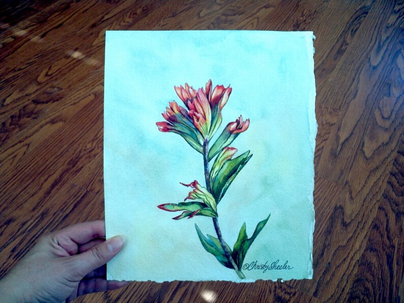 indian paintbrush watercolor