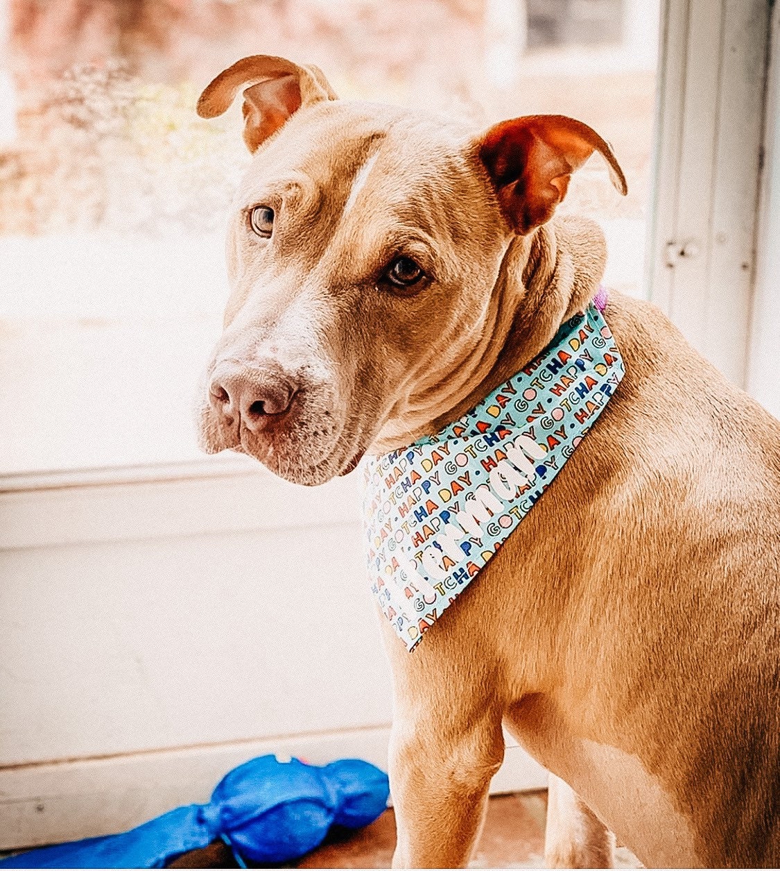 Happy gotcha 2024 day dog bandana