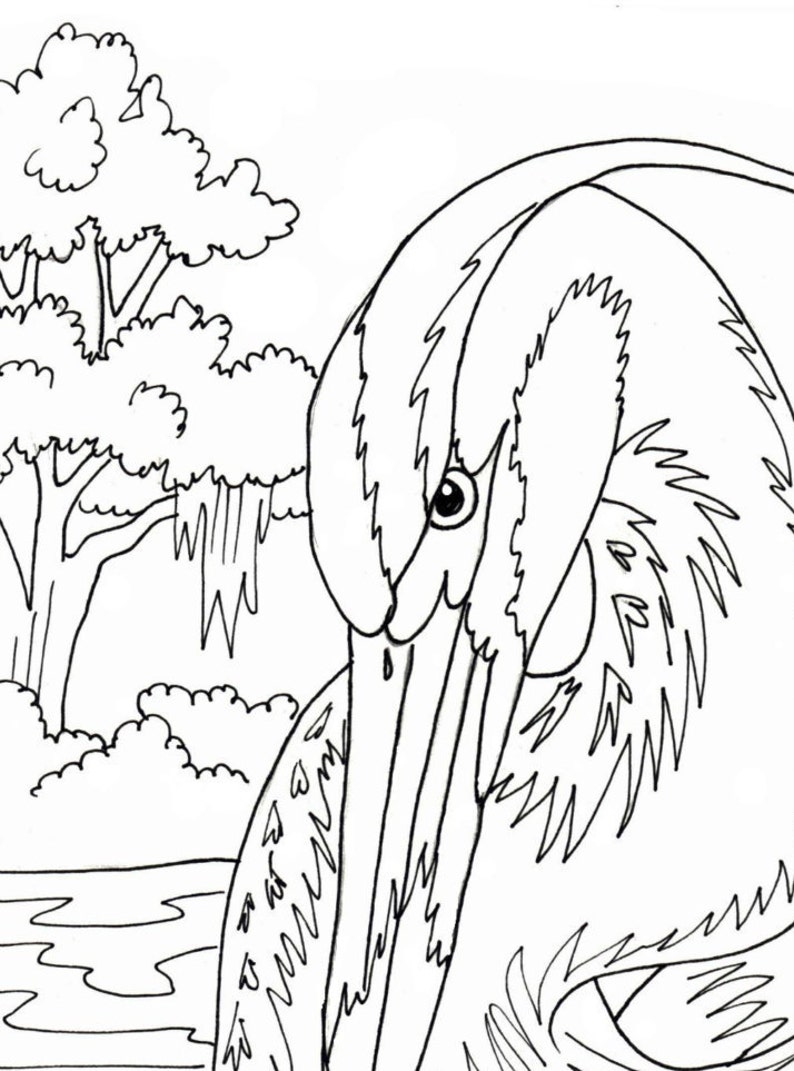 2 Great Blue Heron Printable PDF download coloring page | Etsy