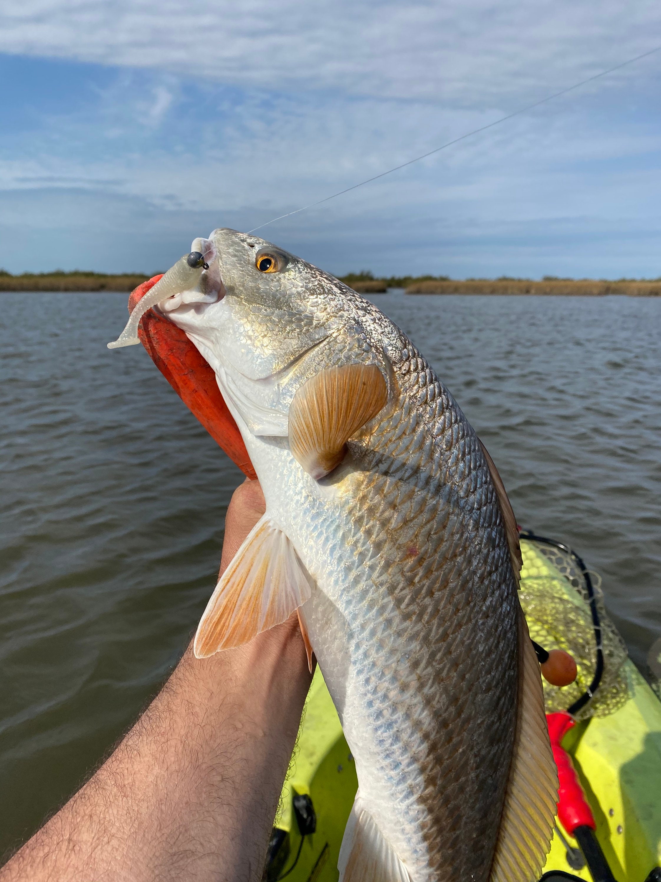 3 1/2 Fluke Fishing Lure Fresh or Salt Water Ombré Pack Etsy