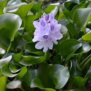 8 Water Hyacinth Plants Pond Plant Pond Flowers image 1