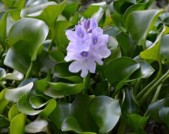 8 Water Hyacinth Plants - Pond Plant -Pond Flowers