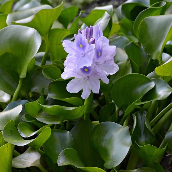 12 Water Hyacinth Plants - Pond Plant -Pond Flower - Great for Koi Ponds